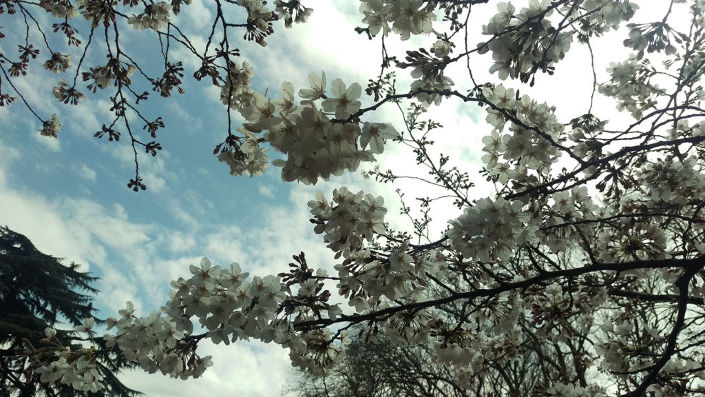 Cheery Blossom in Kyoto